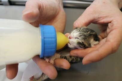 保護猫って？助け合いでつくる猫の輪＜川上麻衣子の猫とフィーカ＞