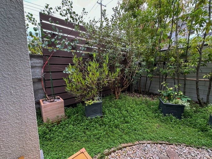 壁際に並んだ3つの木