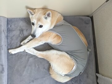 不調で考えた「いざというとき」のこと。犬との暮らしで不安を解消するために