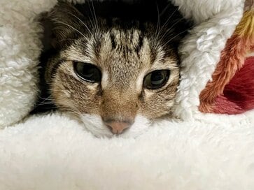 猫好きが「寒い夜」も嫌いになれない理由。猫のかわいさと信頼感に癒やされる