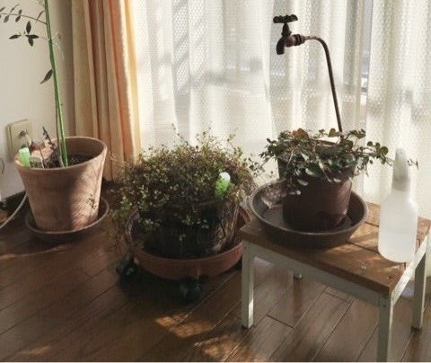 リビングに置かれた観葉植物