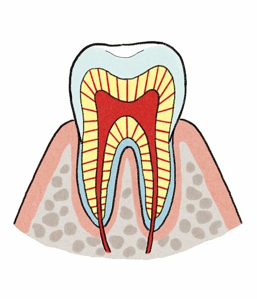 歯の構造図