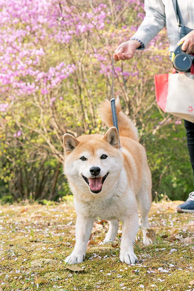 散歩中の舌を出してる犬