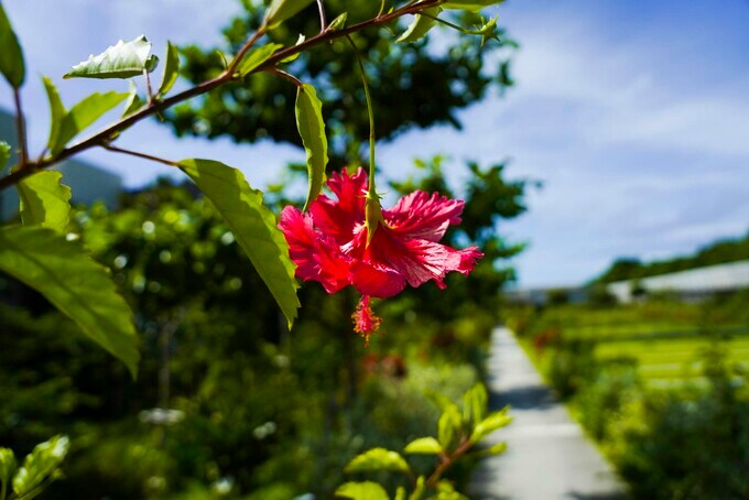 ハイビスカス