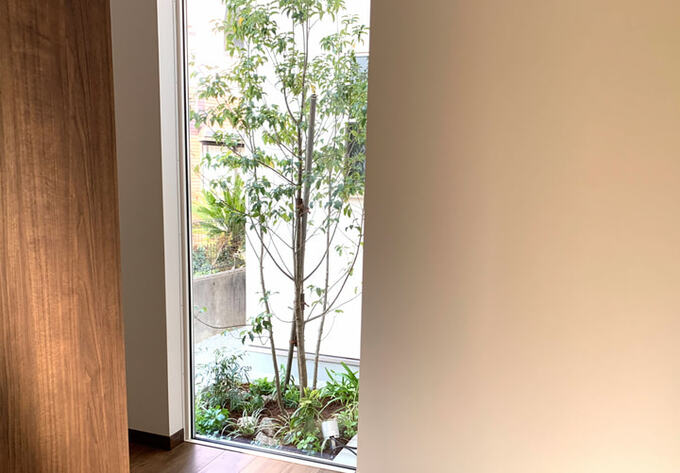 エントランスホールの窓から見えるアオダモ