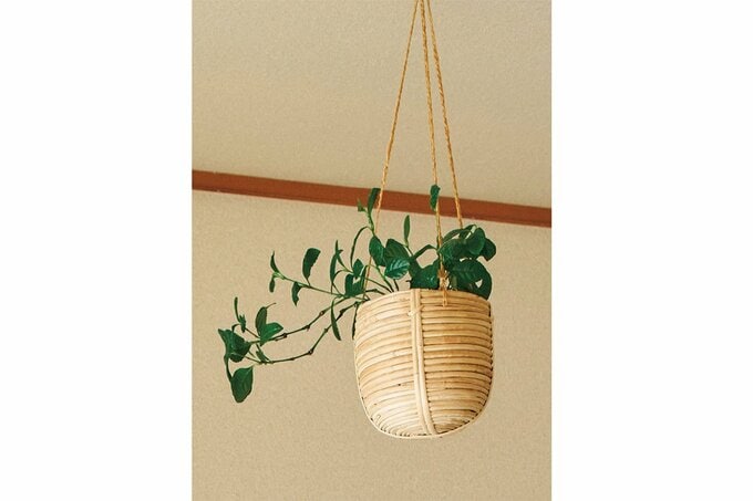 天井からつり下げられた観葉植物