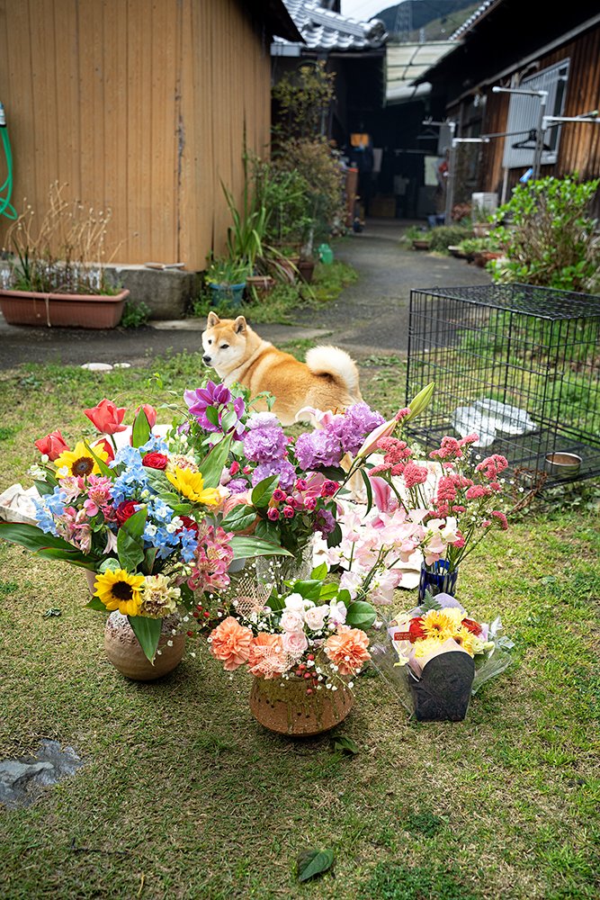 犬の写真を上手に撮るコツ 会話感覚でカメラ目線に Inubot回覧板 Esseonline エッセ オンライン