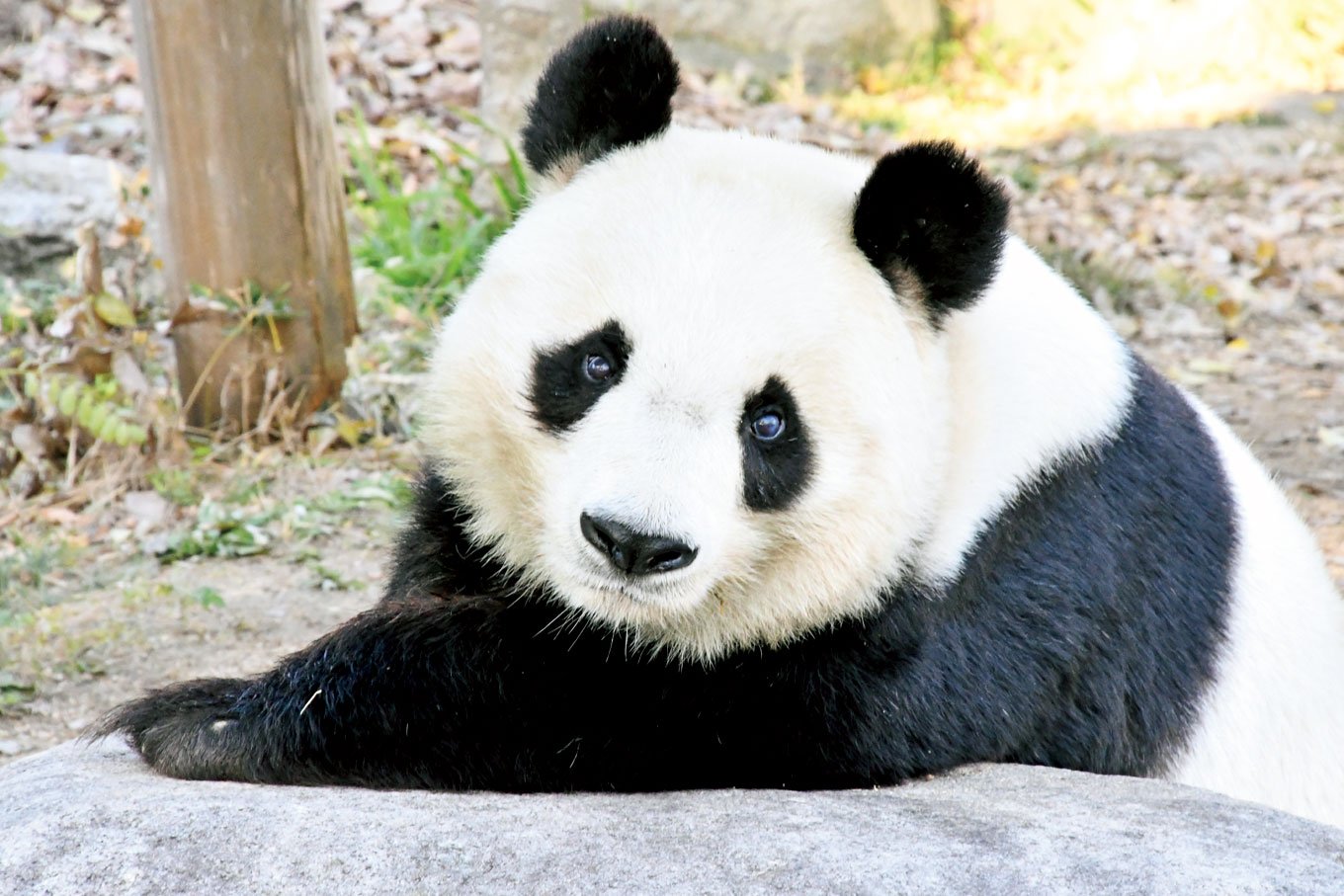 王子動物園のタンタン26歳は元気です。モデルはなさんもパンダに
