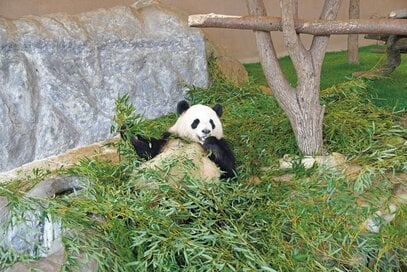 白浜のパンダファミリーの大きな魅力。竹が欲しいときの意外な鳴き声って？