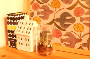 エアプランツインテリアのつくり方