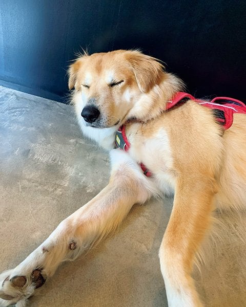 カフェなどでよく使われているモルタル床