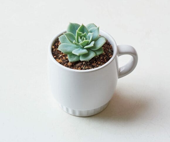 ファンクイーン