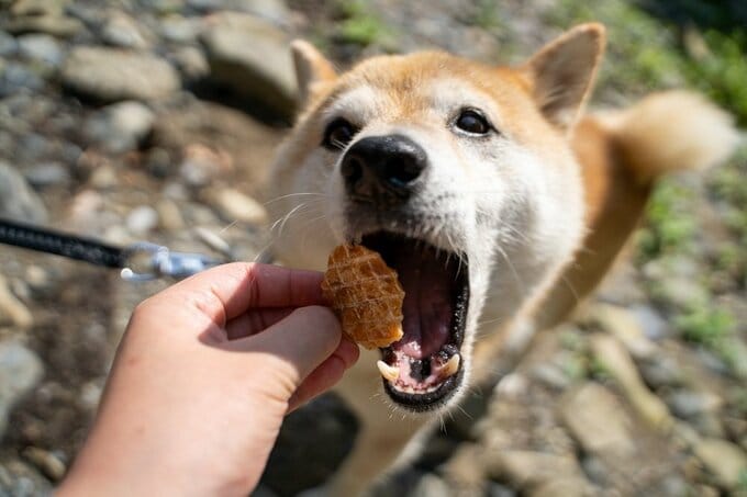 おやつを食べようとする犬