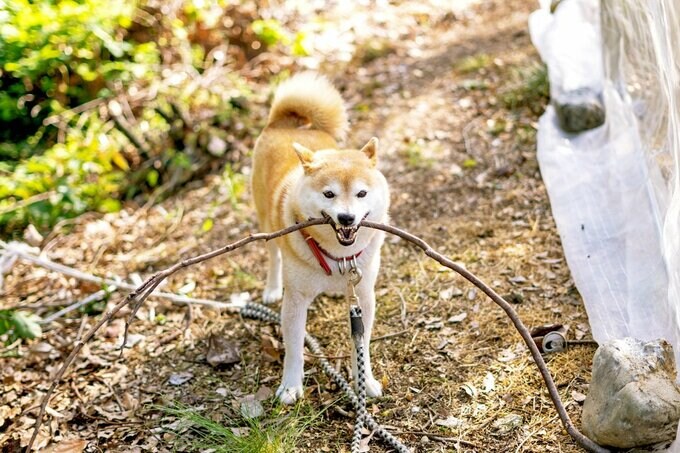 犬と棒