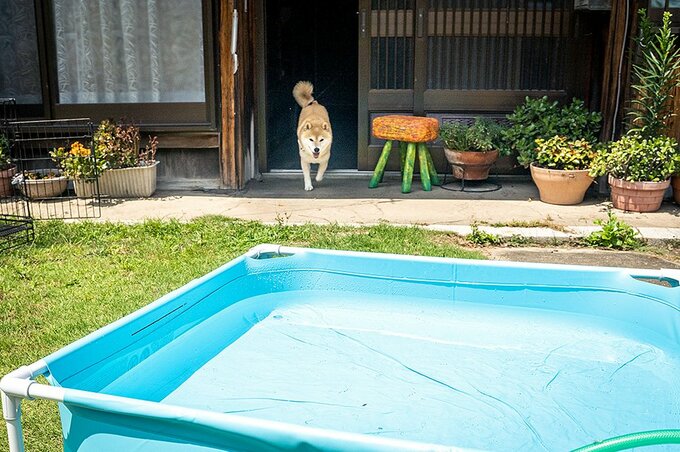 プールめがけて突進