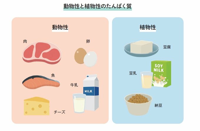 動物性タンパク質と植物性タンパク質
