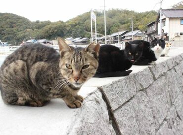 猫の島・真鍋島でノスタルジック旅。カメラが止まらない！