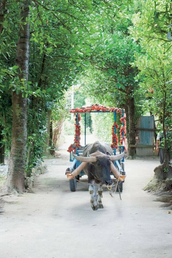 備瀬のフクギ並木をくぐる水牛の様子