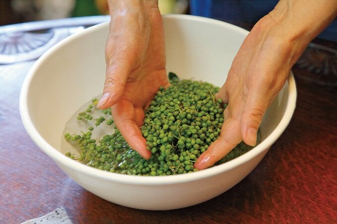 山椒の下ごしらえ