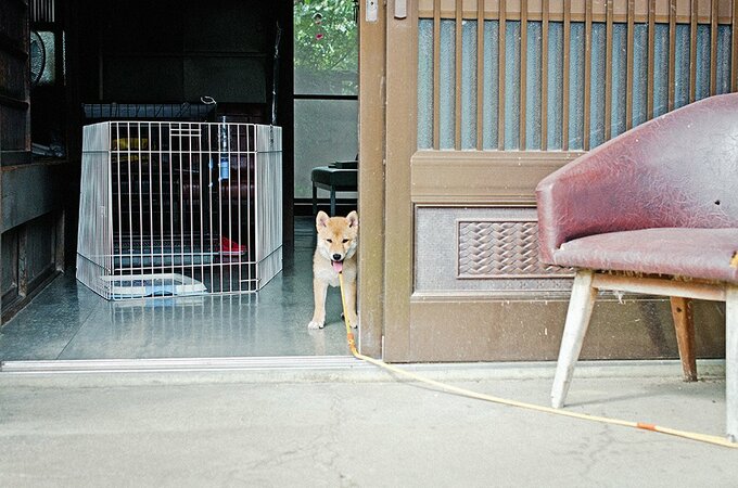犬にはどこかに血の繋がった家族がいる
