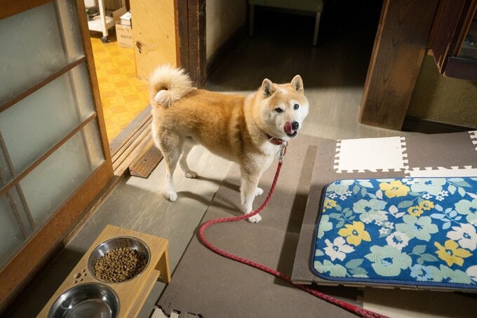 ご飯をたべる犬