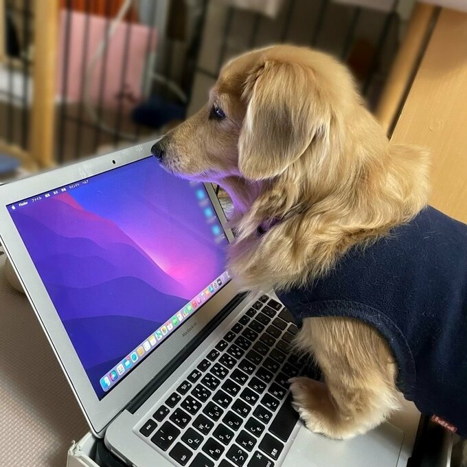 PCに向かう犬