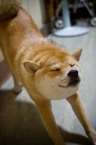 そんな犬の名前に込めた願いは、日々叶えられている。