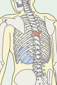 肋骨周辺を集中的にほぐす