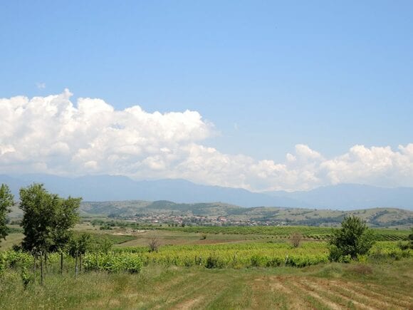 ブドウ畑も見学できます