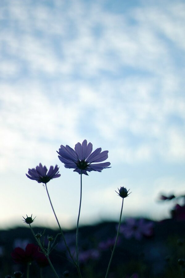 秋の花・コスモスのハッとする美しさを撮影するコツ  ESSEonline 