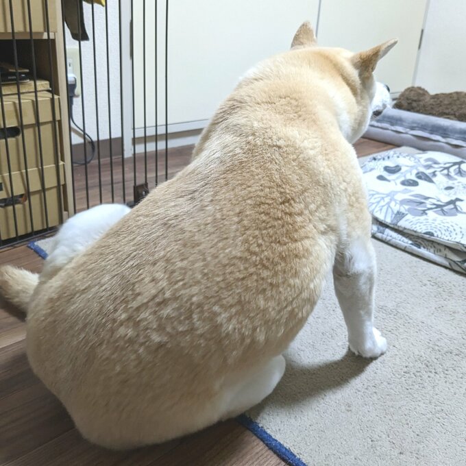 ふうちゃんの背中