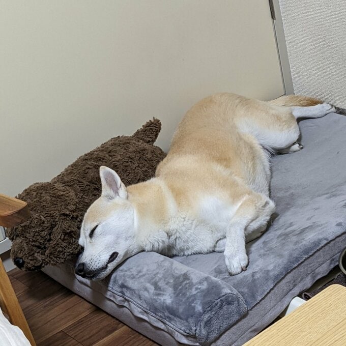 眠る犬