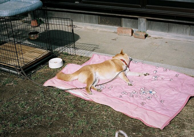 赤い首輪の寝ている犬
