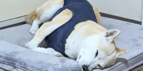 保護犬が「シニア」になったと感じた変化。写真を振り返り思うこと
