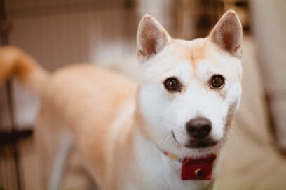 【保護犬マンガ】人が苦手なわんこだったからこそ、人から愛される名前に