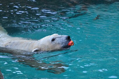 「ホッキョクグマ」は、じつは白くない？ことわざから学ぶ動物の意外な真実