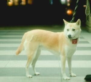 【保護犬マンガ】帰省中はペットホテルでお留守番。喜びっぷりがいじらしくてキュン！