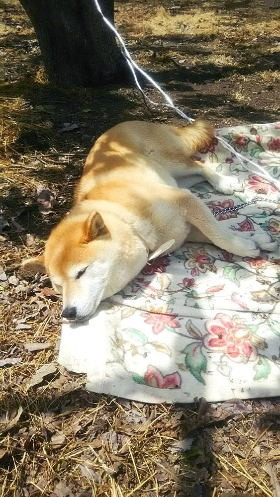 シートの上で眠る犬