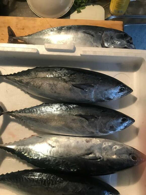 たくさんのカツオ