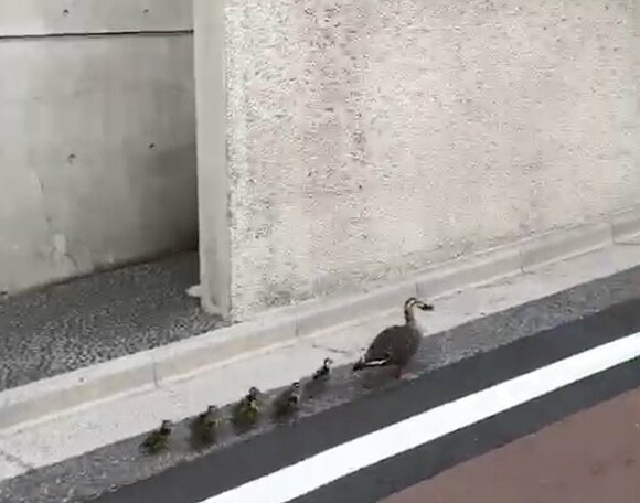 鴨の親子