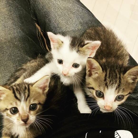 子猫3匹