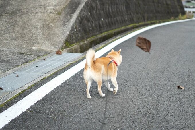 枯葉を追いかける犬
