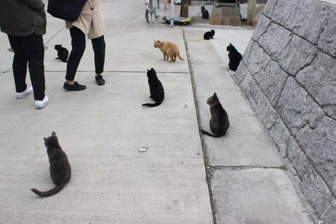 わらわらと猫が寄ってきます