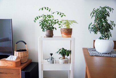 リビングからトイレまで 。植物をおしゃれに飾る簡単なコツ