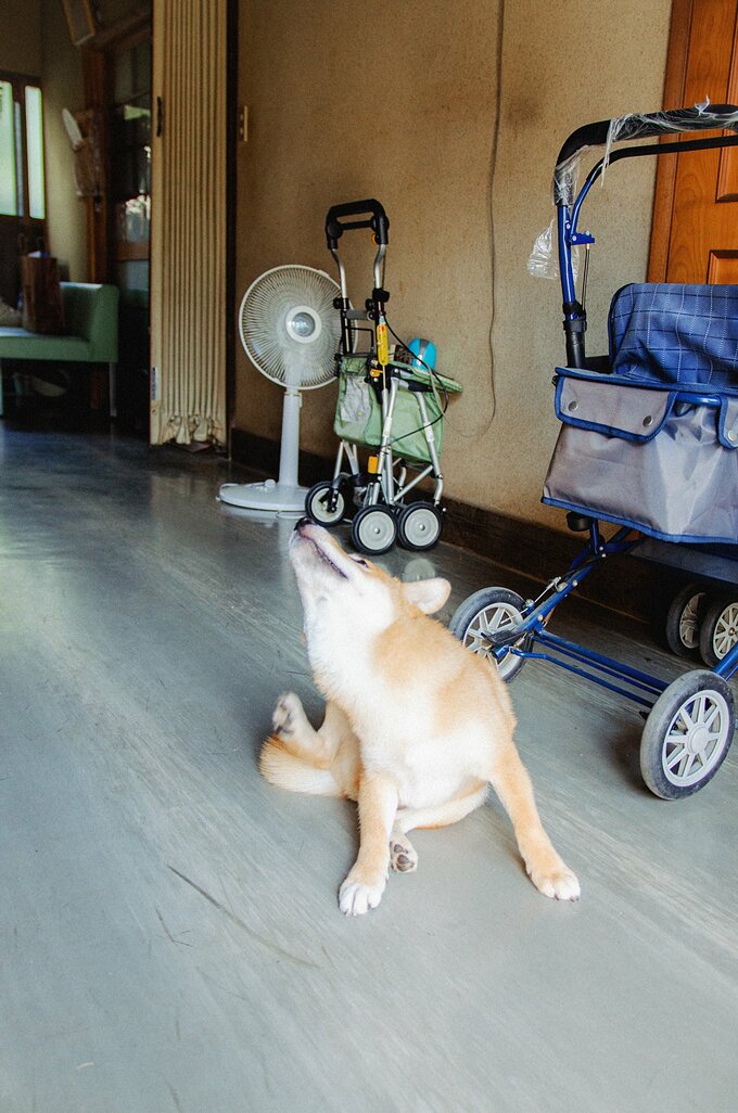 (2014年9月8日13時55分)の犬