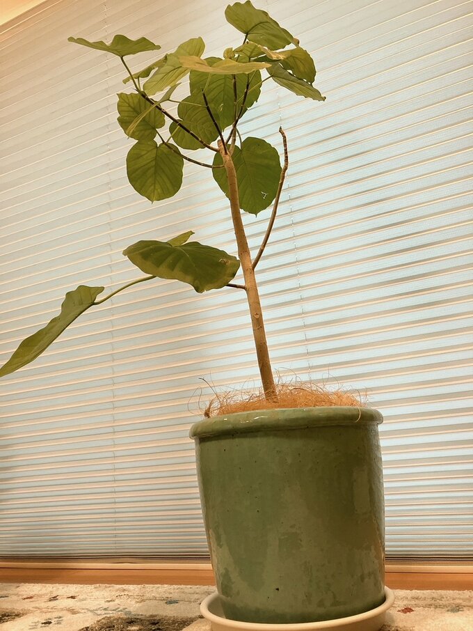 観葉植物