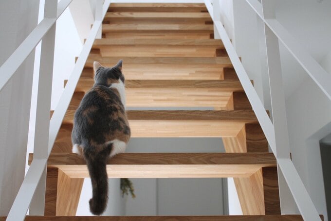 階段にたたずむネコ