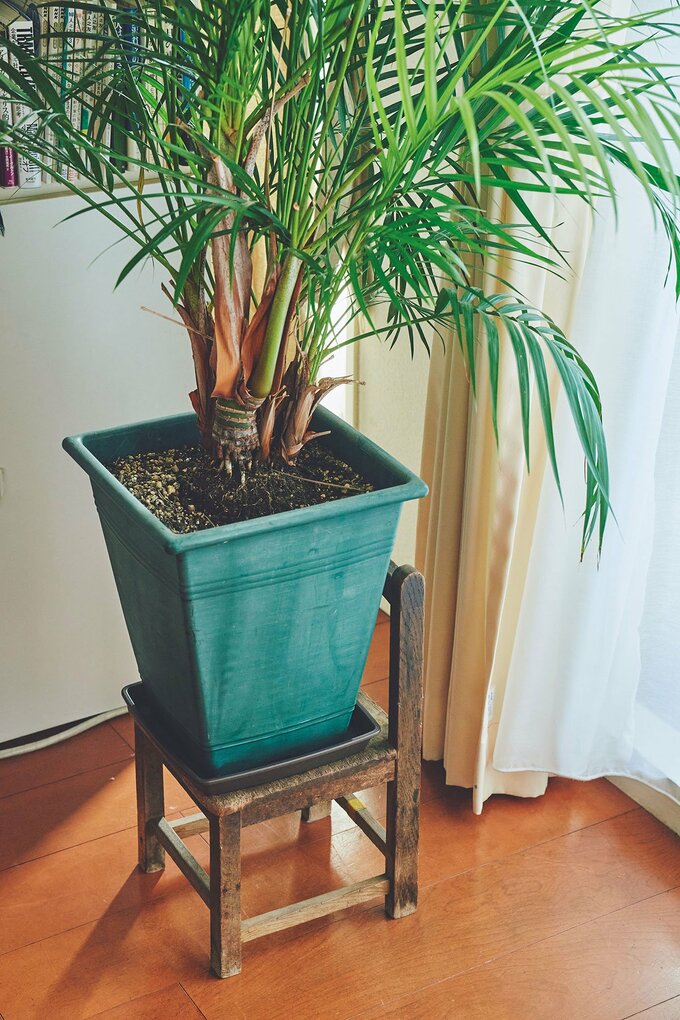 植木の下に椅子