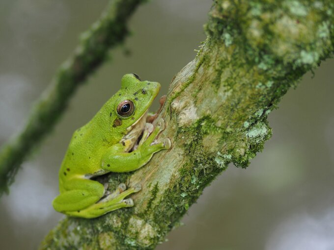 モリアオガエル
