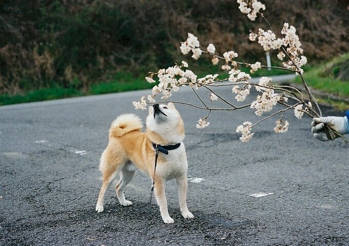 花を見つめる犬
